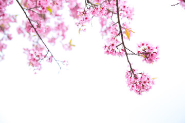 Fototapeta premium Beautiful cherry blossom or sakura in spring time over sky