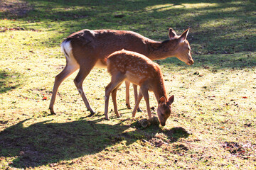 親子鹿