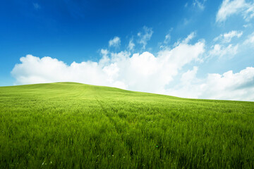 Fototapeta na wymiar field of grass and perfect blue sky