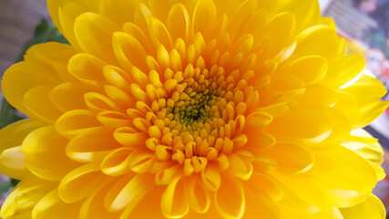 Yellow flower petals, close up and macro of chrysanthemum, beautiful abstract background