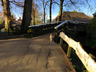 Fototapeta na wymiar cat on the road in the village of Giethoorn, Holland Netherlands