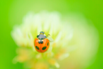てんとう虫の歌