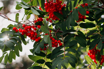 bunches of mountain ash on a branch
