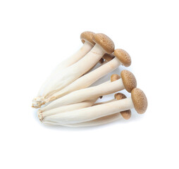 brown beech mushroom or Shimeji mushroom on white background