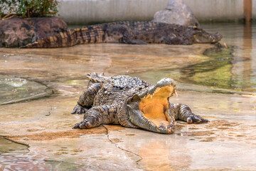 Big Crocodiles Resting In A Crocodiles Farm.