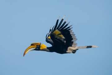 Great hornbill flying on blue sky  (Male) © chamnan phanthong