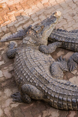 Group of Crocodile in zoo.