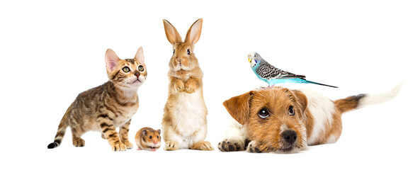 dog and cat and parrot and rabbit and hamster on white background - 383509781