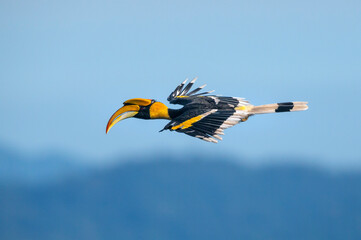 Great hornbill flying on blue sky  (Male)