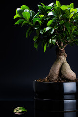 Studio photo of a Bonsai tree with one leaf fallen off, in a black pot. Dark setting, low key.