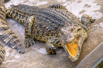 Close up crocodile as emerges from water with a toothy grin. The crocodile's skin colorings and pattern camouflage the animal in the wild.