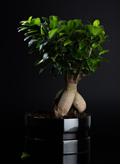 Studio photo of a Bonsai tree with one leaf fallen off, in a black pot. Dark setting, low key.