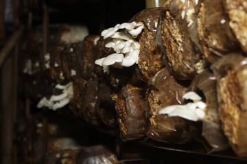 oyster mushroom seeds that grow in groups.