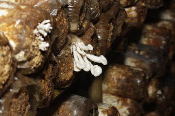 oyster mushroom seeds that grow in groups.