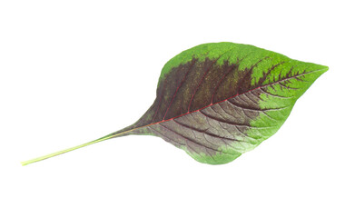 green leaf isolated on a white