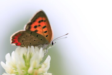 明日に向かって