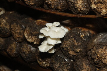 oyster mushroom seeds that grow in groups.