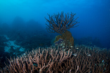 Fototapeta na wymiar Healthy coral and fish on the reef
