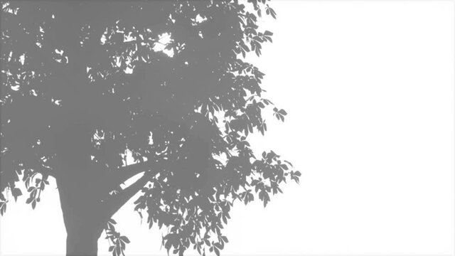 Plants and tree leaves on a white clean wall Shadow overlay effect 4k
