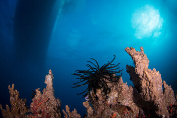 Naklejka premium Healthy coral and fish on the reef