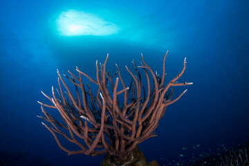 Fototapeta na wymiar Healthy coral and fish on the reef