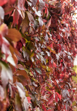 autumn leaves of grapes. depth of field. many yellow and red leaves. wall overgrown with vineyards.