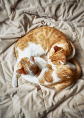 Two young tabby cats lie together and warm on a soft blanket. Top view