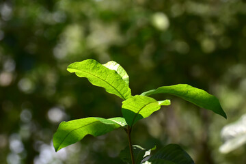 Natural green leaves Looks beautiful and refreshing	