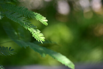 Natural green leaves Looks beautiful and refreshing	