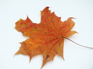 Fallen autumn maple leaf on a white background.