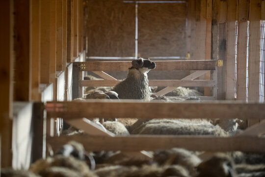 Shallow depth of field with flock of sheep inside a stable/ barn/ stall