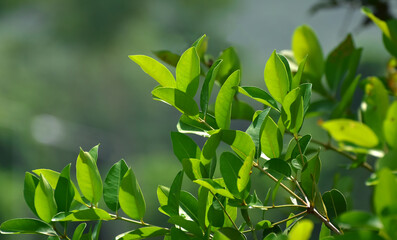 Natural green leaves Looks beautiful and refreshing	
