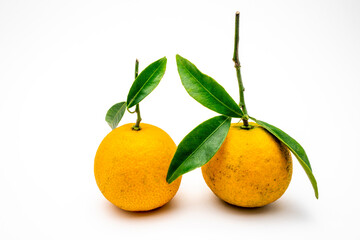 clémentines d'Espagne avec ses feuilles