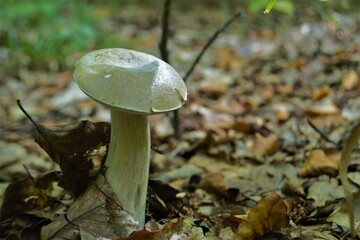 
mushroom in the autumn forest