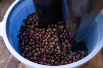 close-up to crush grapes with feet in a bucket. Winemaking, handicraft and grape pressing