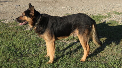 a friendly German shepherd dog in a collar standing in profile on the grass by a rocky road with an open mouth, a picture of a domestic dog outdoors in natural light