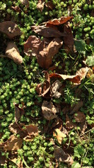 withered dry brownish foliage on green textured blades of grass in natural illumination of soft sunlight as an autumn mood picture, warm background of fallen leaves on living grass