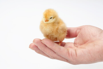 ヒヨコ