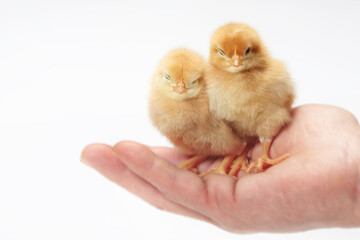 ヒヨコ