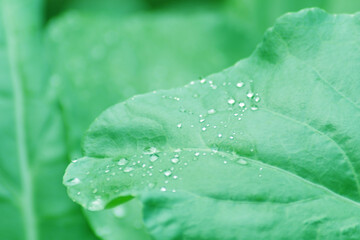 Rain drops on the leaf
