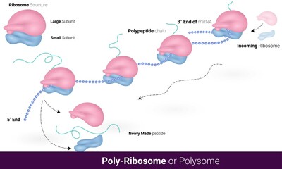 Structure of polysome and stages. polyribosome mechanism. vector illustration eps. simultaneous translation graphic. Blue and light pink color ribosome and mRNA chain.
