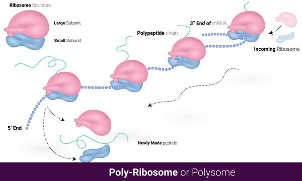 draw the well labelled diagram of ribosomes​ - Brainly.in