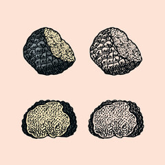 Truffles mushrooms set. Engraved hand drawn vintage sketch. Ingredients for cooking food. Woodcut style. Vector illustration.
