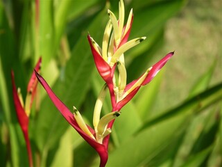 Obraz premium Flower