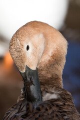 duck