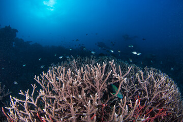 Naklejka na ściany i meble Healthy coral and fish on the reef