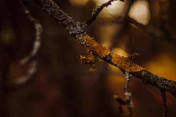 buds of a tree