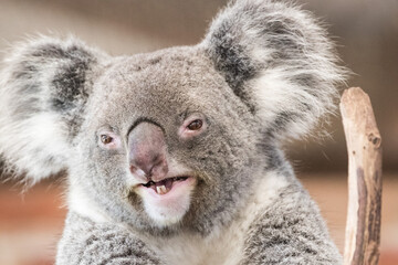 koala in a tree