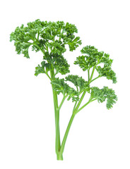 Parsley isolated on white background