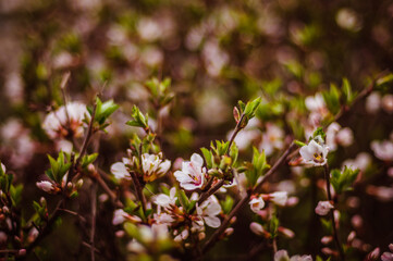 flowers in the forest